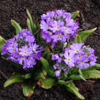 Примула мелкозубчатая :: Рита Симонова