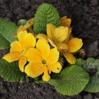 Примула :: Рита Симонова