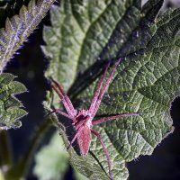 ****** :: Андроник Александр 