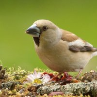 Дубоносочка :: Вячеслав Минаев