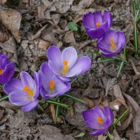 Первоцветы в Зарядье :: Ольга Первоцветы в Зарядье :: Ольга
