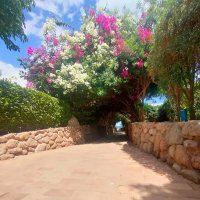 Египет. Шарм-эль-Шейх :: Ирэн Египет. Шарм-эль-Шейх :: Ирэн