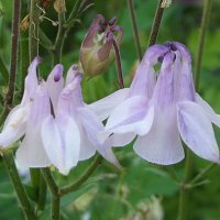 Водосбор :: Freddy 97