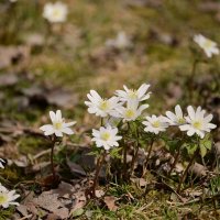 Среди прошлогодней листвы :: Владислав Левашов