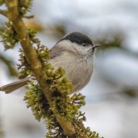 -- :: vladimir -- :: vladimir