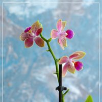 Моя коллекция орхидей :: Irene Irene