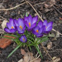 Первые цветы весны :: Глеб 