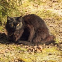 Солнечные ванны :: Леонид leo