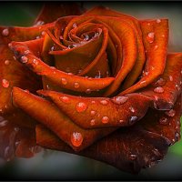 Красная роза в каплях дождя :: Наталья ***