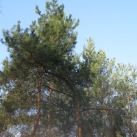 Сосны весной :: Дмитрий Никитин