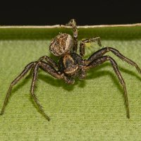 Паук на охоте... :: Александр Посошенко