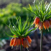 Рябчики :: Нина Кутина