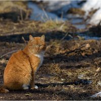 Мартовский :: Валентин Котляров
