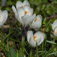 Крокус Жанна Дарк :: Светлана Григорьева