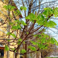 Апрель :: Нина Бутко