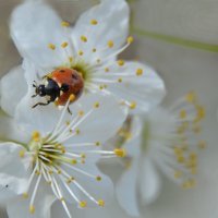 *** :: Надежда Куркина 