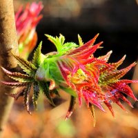 Первые листочки :: Андрей Снегерёв Первые листочки :: Андрей Снегерёв