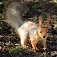 Белка :: Savayr 