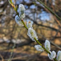 Капельки воды на сережках :: Мария Яковлева