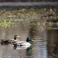 Лужа для свиданий. :: Владимир Безбородов