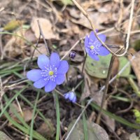 ***первоцвет со странным именем*** :: Olga Oskolkova