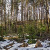 Апрельский лес веселее мартовского :: Сергей Цветков