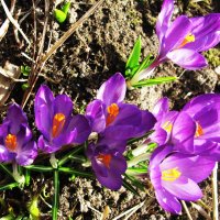 Крокусы зацвели :: Людмила Смородинская