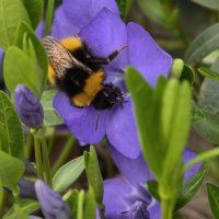 На цветке :: Мариша Тим