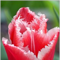 Тюльпанчик. :: Владимир Попов