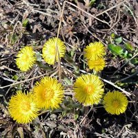 Мать-и-мачеха. :: Ольга Мать-и-мачеха. :: Ольга