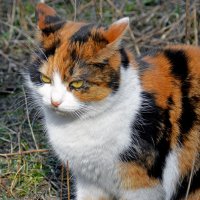 Знатный крысолов :: Alexandеr P