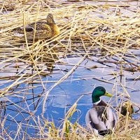 Пара :: VasiLina * Пара :: VasiLina *