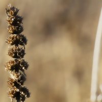 Сухоцвет. :: Вячеслав. Синицын