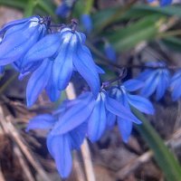 Первые :: Елена Семигина