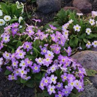 Примула :: Рита Симонова