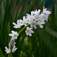 Пушкиния пролесковидная :: Aleksandr .