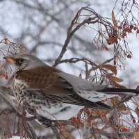 Дрозд зимой :: Галина Козлова 