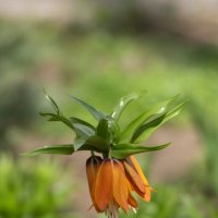 *** :: Александр. AVG100 --- *** :: Александр. AVG100 ---