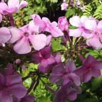 Флоксы :: Freddy 97 Флоксы :: Freddy 97