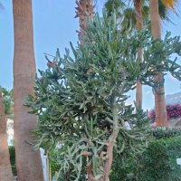 Египет. Шарм-эль-Шейх :: Ирэн 