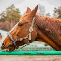 вкусно... :: Аркадий Лаптенко