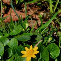 Калужница болотная. :: Светлана 13.06. Калужница болотная. :: Светлана 13.06.
