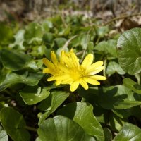 Апрельские солнышки... :: Галина 