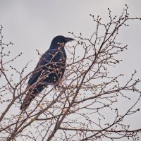 Суббота, не каркается... :: Jakob Dick