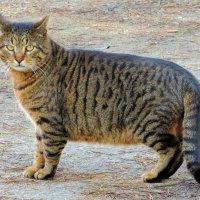 Прямоугольный кот :: Андрей Снегерёв Прямоугольный кот :: Андрей Снегерёв