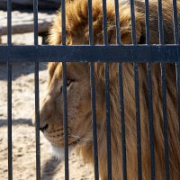За решёткой. Самарский ззопарк :: Олег Манаенков