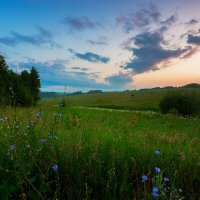 Цикорий :: Евгений Голубев