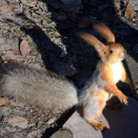 Тени прикольно получились :: Savayr 