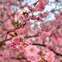 Вишни цветут :: Tarus 