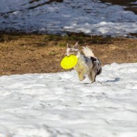 Собака с тарелочкой :: Александр Синдерёв Собака с тарелочкой :: Александр Синдерёв